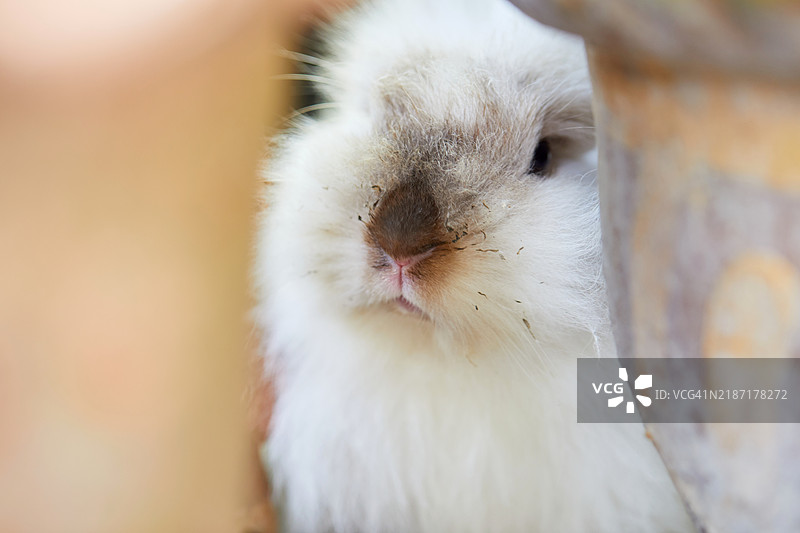 兔子的特写镜头图片素材