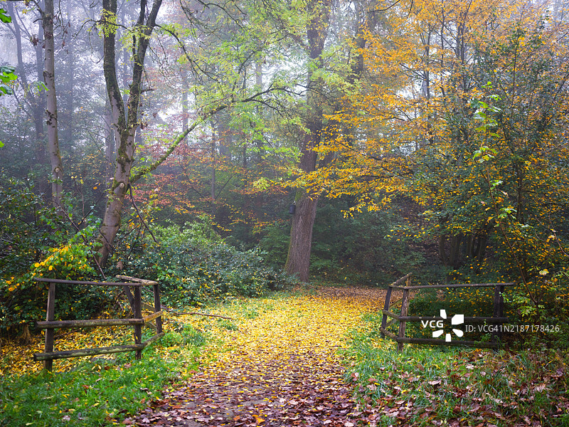 秋天公园里的树木图片素材
