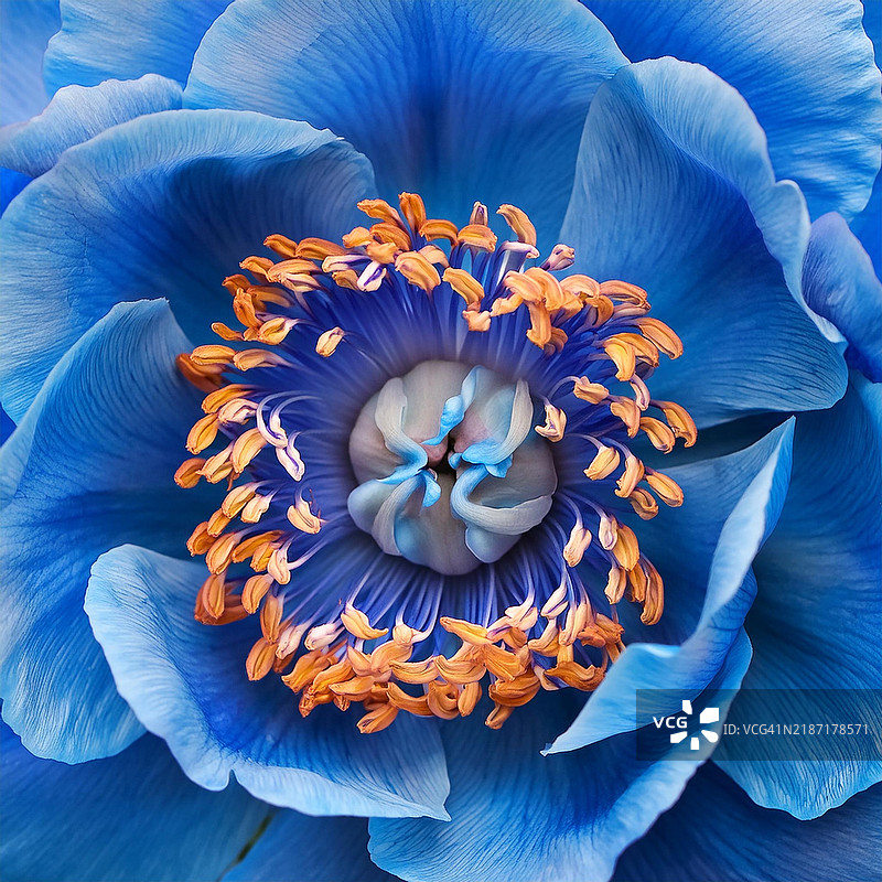 蓝色开花植物的特写，康涅狄格州吉尔福德，美国图片素材