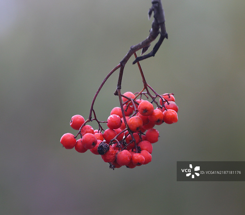 俄罗斯树上的红色浆果特写图片素材