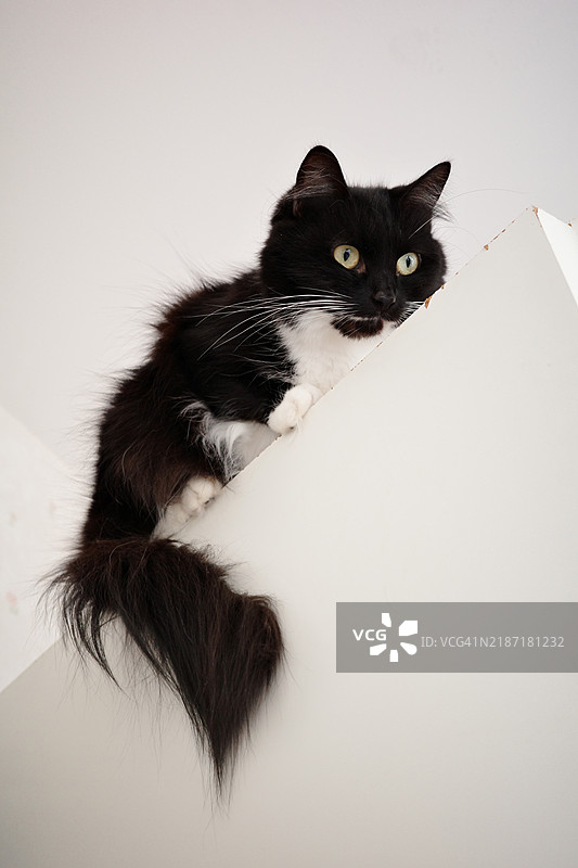 一只黑白相间的猫站在门上图片素材