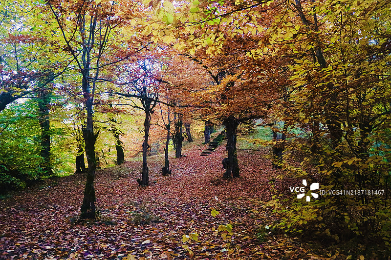 秋天公园里的树木，塔勒什，吉兰，伊朗图片素材