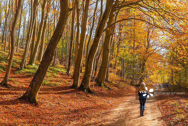秋天的色彩。图片素材
