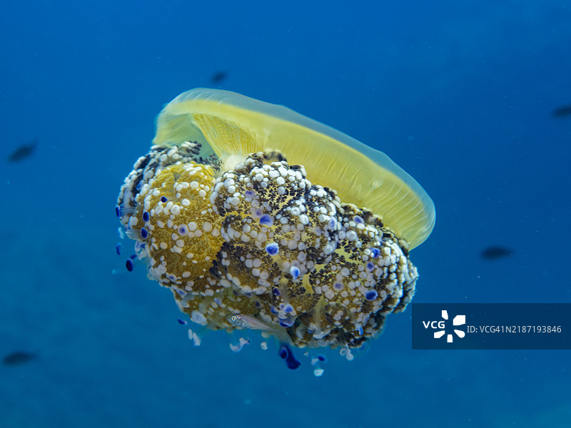 地中海水母或煎蛋水母在蓝色水域中游泳图片素材