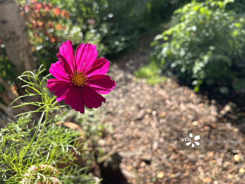 鲜艳的粉色大波斯菊花图片素材