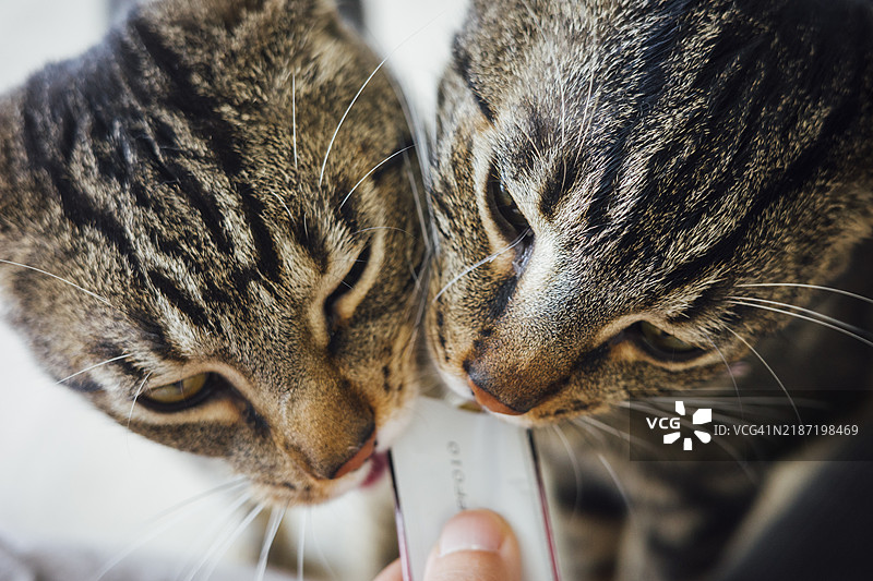两只虎斑猫在舔猫零食图片素材