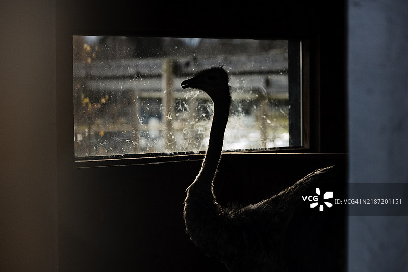 鸸鹋的剪影图片素材