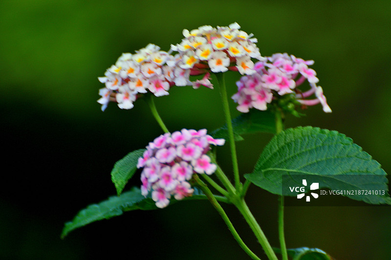 马缨丹/ 马缨丹（Lantana camara）/ 灌木马鞭草：绚丽多彩的花簇盛开图片素材