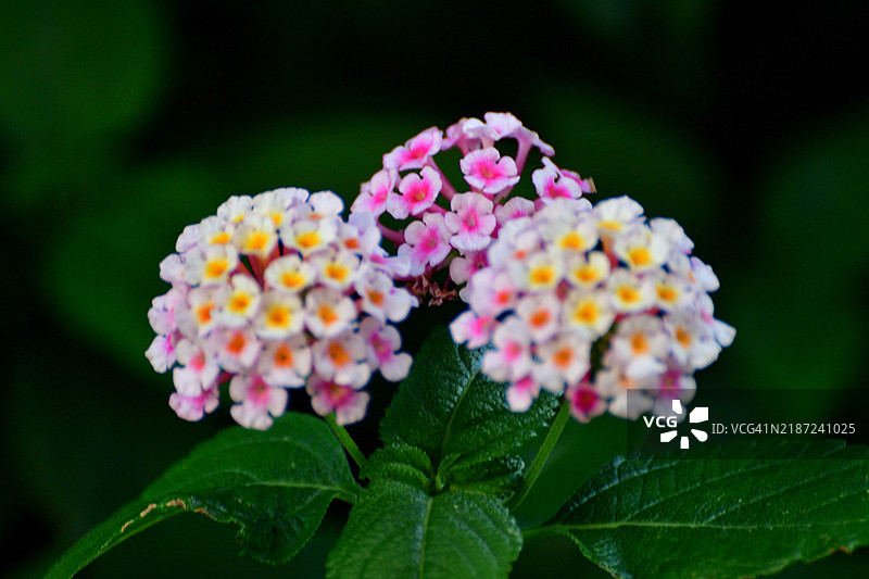 五彩缤纷的花簇：马缨丹/马缨丹（Lantana camara）/灌木马缨丹图片素材