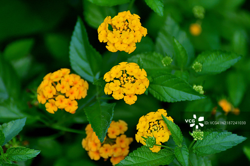 五彩缤纷的花簇：马缨丹/马缨丹（Lantana camara）/灌木马缨丹图片素材