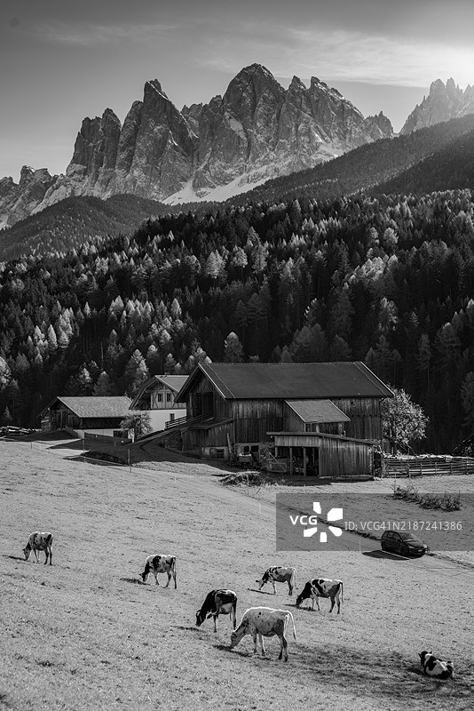 意大利博尔扎诺附近的富内斯山谷，圣玛德琳娜和多洛米蒂山脉中的牛群图片素材