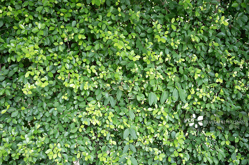 绿色叶子的真实无缝背景全景纹理图片素材