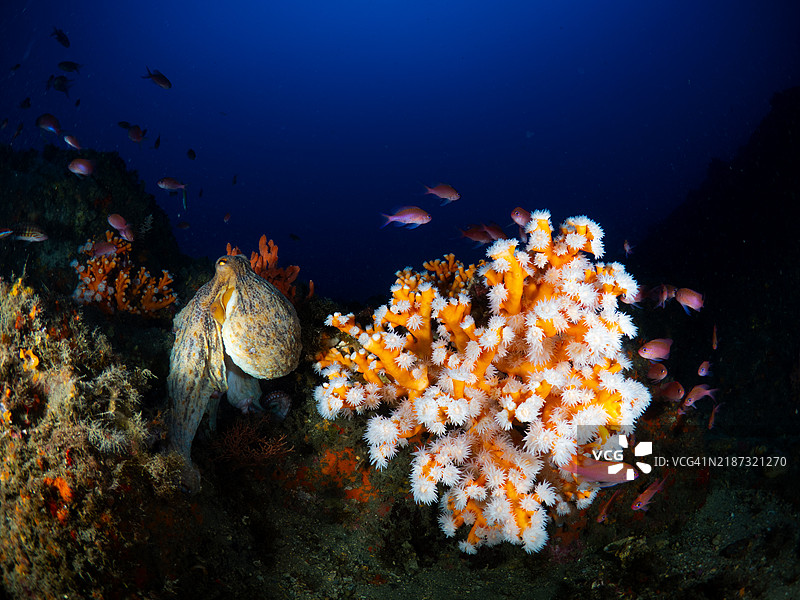 好奇的章鱼在深蓝色的海洋中探索生机勃勃的珊瑚礁图片素材