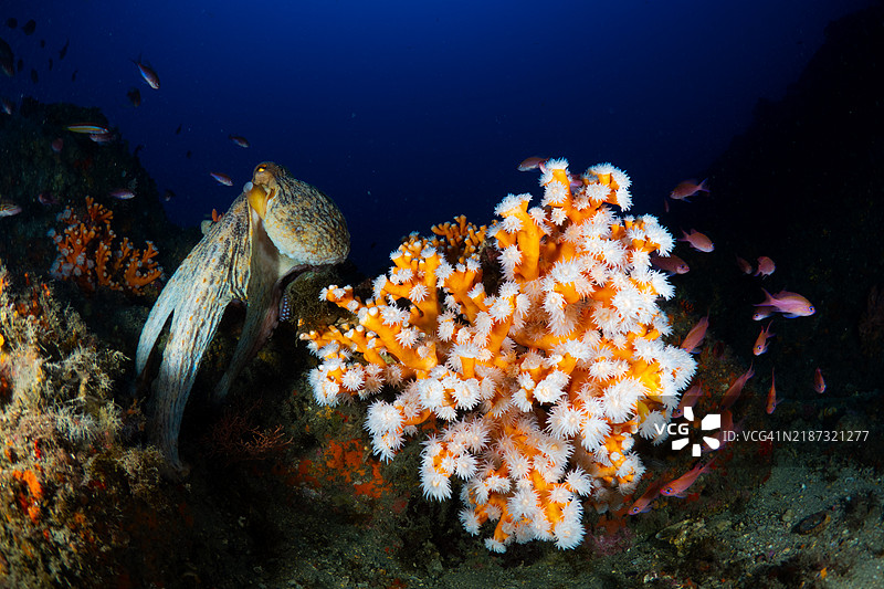 好奇的章鱼在深蓝色的海洋中探索生机勃勃的珊瑚礁图片素材