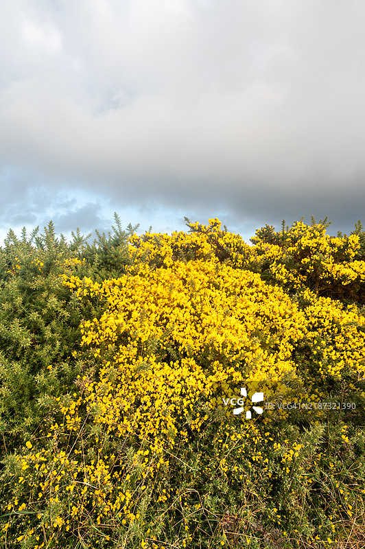 晚秋的荆棘 - 斯佩河畔的金斯顿图片素材