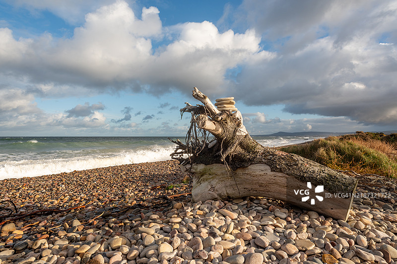 莫雷海岸小径上的漂流木。图片素材