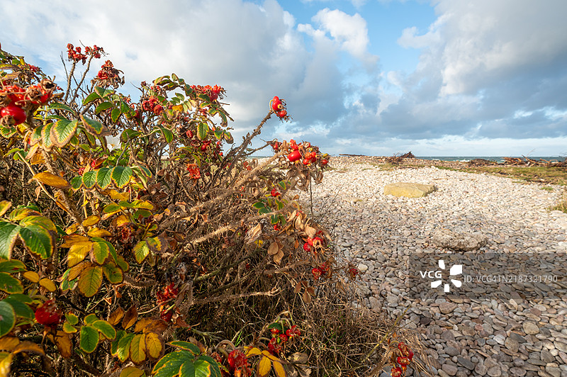 莫雷海岸小径上的狗玫瑰。图片素材