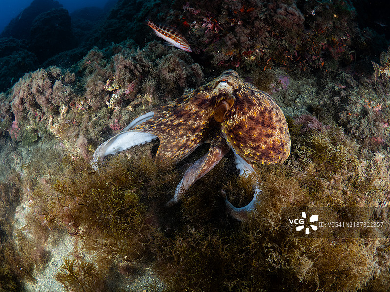 常见章鱼在深蓝色海洋中的岩石上休息图片素材