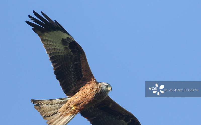 一只壮丽的红隼（Milvus milvus）在蓝天中飞翔。图片素材