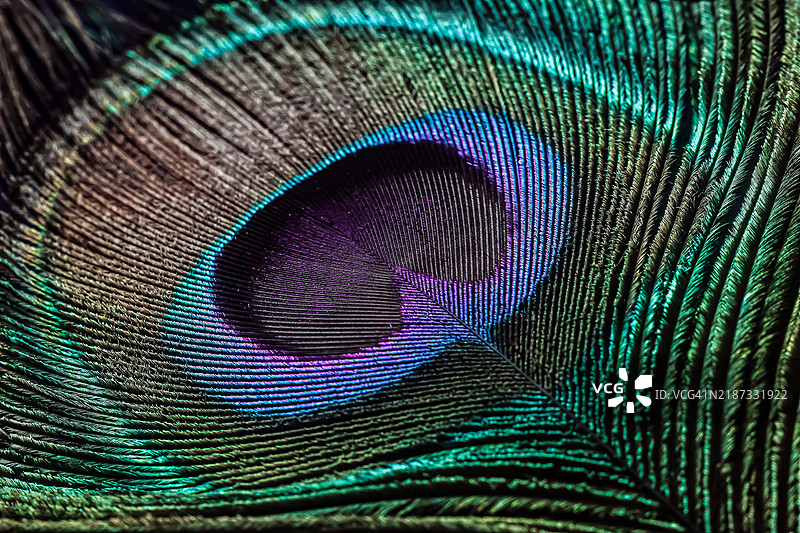 孔雀羽毛图片素材