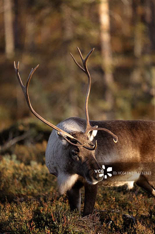 瑞典森林中侧面站立的驼鹿图片素材