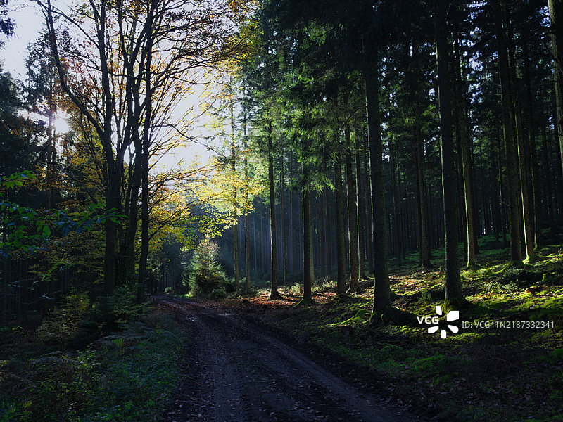 阳光穿过松树林中的树木图片素材