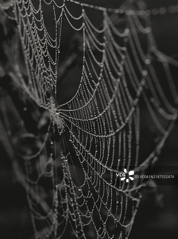 蜘蛛网的特写镜头图片素材