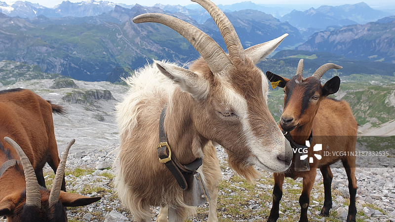 高角度视图的山顶上的山羊图片素材