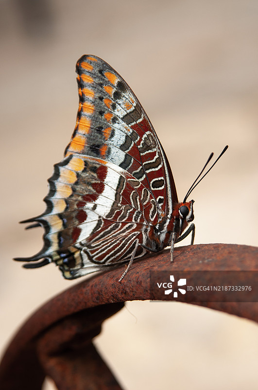 蝴蝶特写镜头图片素材