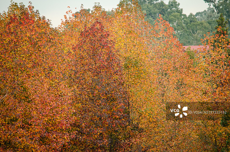 秋天树木的全景拍摄图片素材