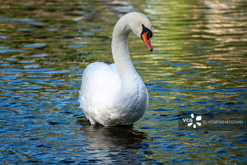 湖中游泳的无声天鹅特写镜头图片素材