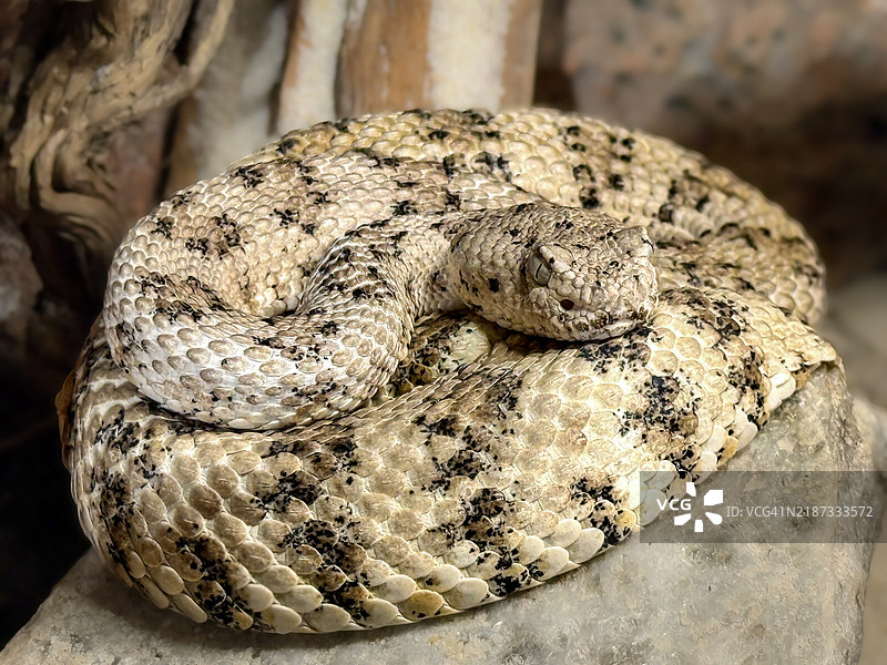 毒蛇特写，瑞士，瑞士图片素材