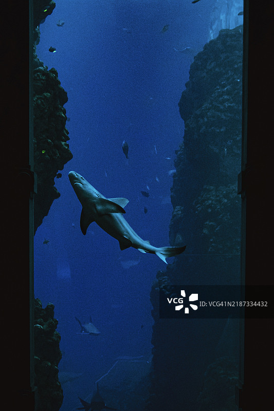 海中游动的鲨鱼特写镜头图片素材