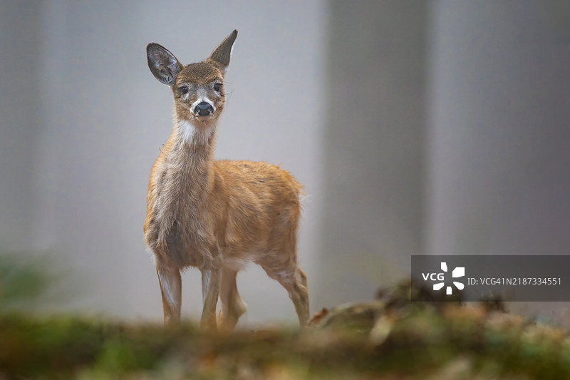 捷克共和国的梅花鹿肖像图片素材