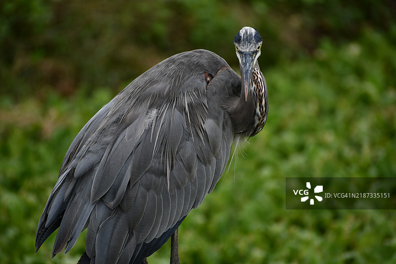苍鹭特写，阿波普卡湖，佛罗里达州，美国图片素材