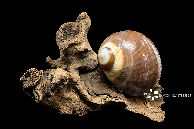 乌克兰敖德萨的棕色月螺壳，黑色背景图片素材