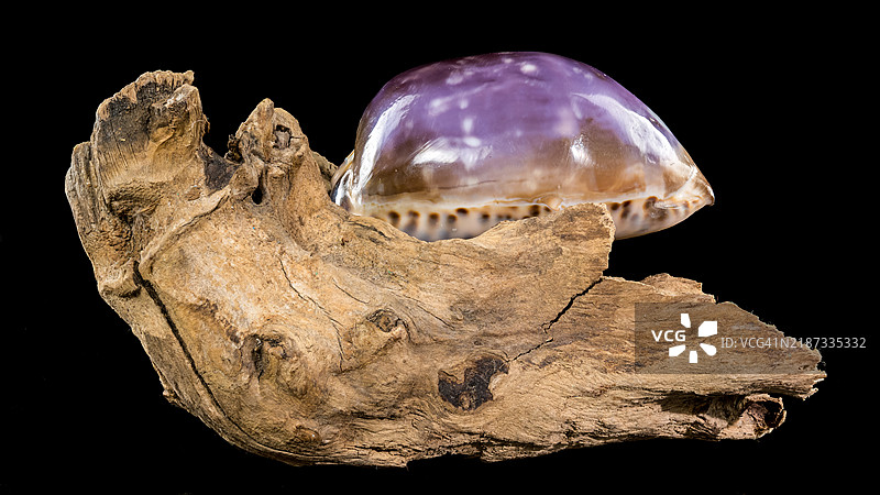 漂流木上的紫色海螺壳，黑色背景，乌克兰敖德萨图片素材