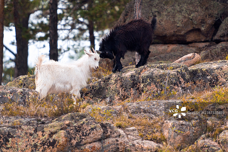侧面视角的羊站在岩石上图片素材