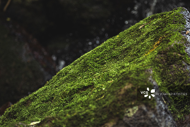 岩石上的苔藓特写图片素材