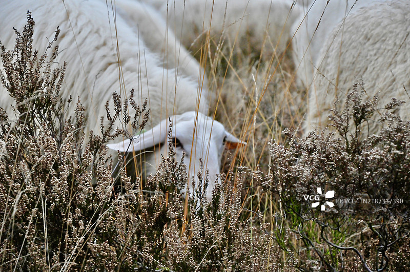 田野上羊的特写，埃尔梅洛，海尔德兰，荷兰图片素材