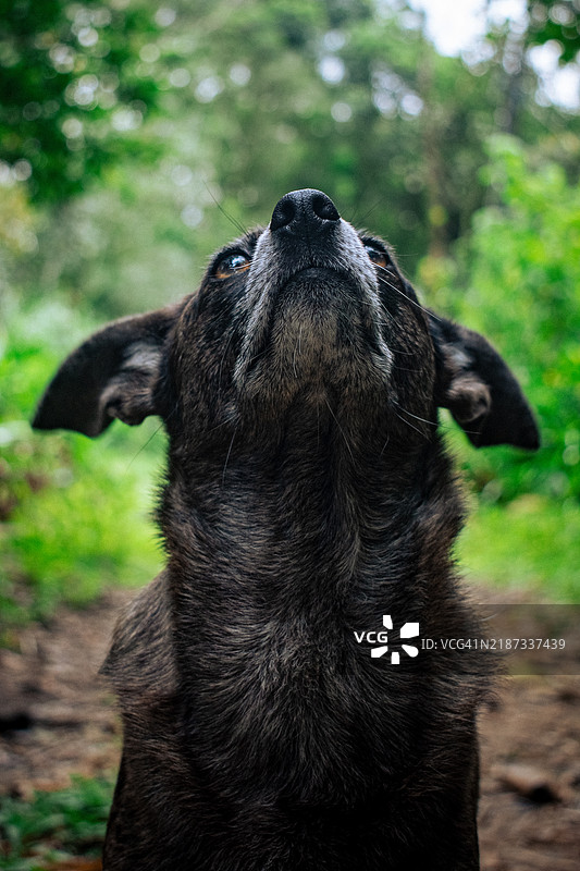黑色迷你杜宾犬的特写镜头图片素材