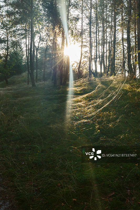 库尔斯沙嘴 早晨的森林布满了蛛网图片素材
