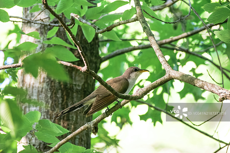 低角度视图的黄嘴杜鹃栖息在树上，俄克拉荷马州塔尔萨，美国图片素材