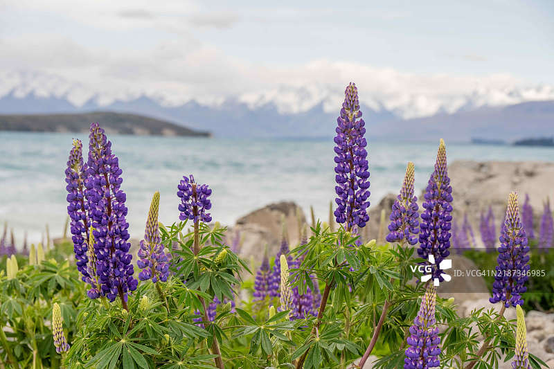 壮丽的山湖，湖边盛开着鲁冰花，新西兰特卡波湖图片素材