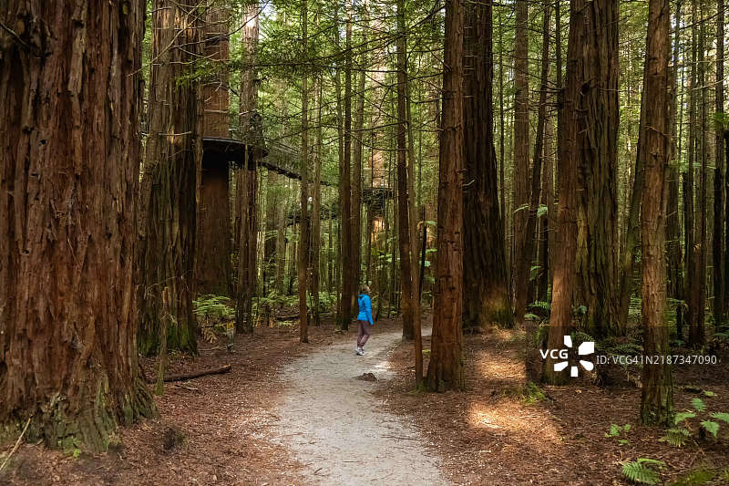 女性在新西兰北岛罗托鲁瓦的巨型红木森林中徒步旅行。图片素材