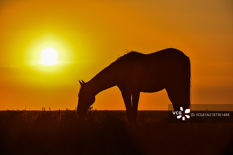 吃草的马图片素材