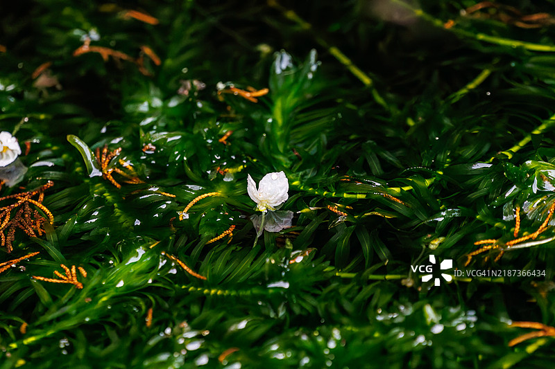 美丽的水生植物——巨型水蕨（Egeria densa Planch）在一个港口的饮水处绽放。静冈县伊豆半岛南伊豆中木的平藏滨海滩 - 2024。图片素材
