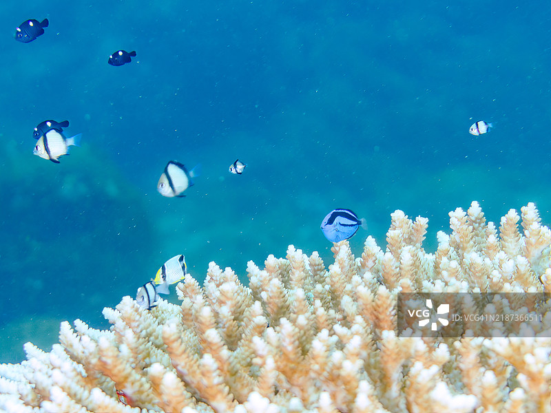 可爱的调色板手术鱼,碎尾手术鱼,蓝刺尾鱼,网状达斯基尔斯(Dascyllus reticulatus)和三点达斯基尔斯,以及斜纹蝴蝶鱼(Chaetodon trifascialis)幼鱼和其他鱼类在桌状珊瑚中。图片素材