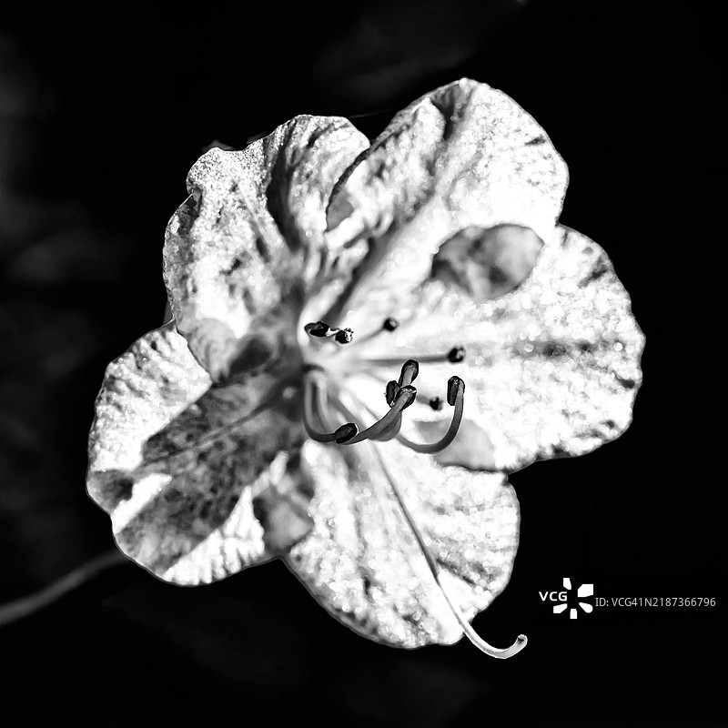 黑白特写樱花花朵图片素材