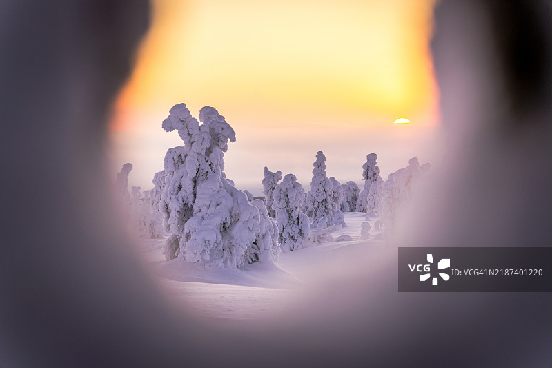 日出时分，冰冻雪林上的雾气图片素材